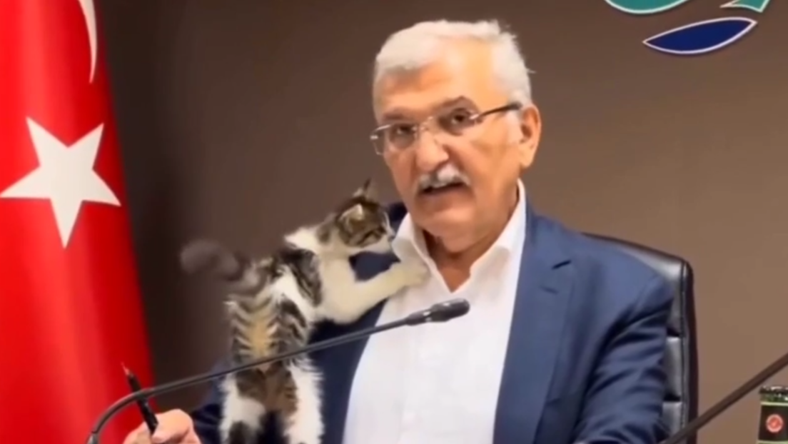 VIDEO: Una pequeña gata callejera se cuela en una reunión y se trepa sobre un alcalde en Turquía