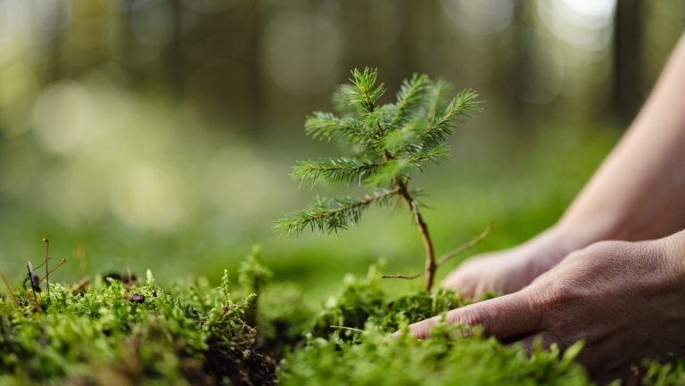 Afirman que plantar árboles puede aumentar el calentamiento global
