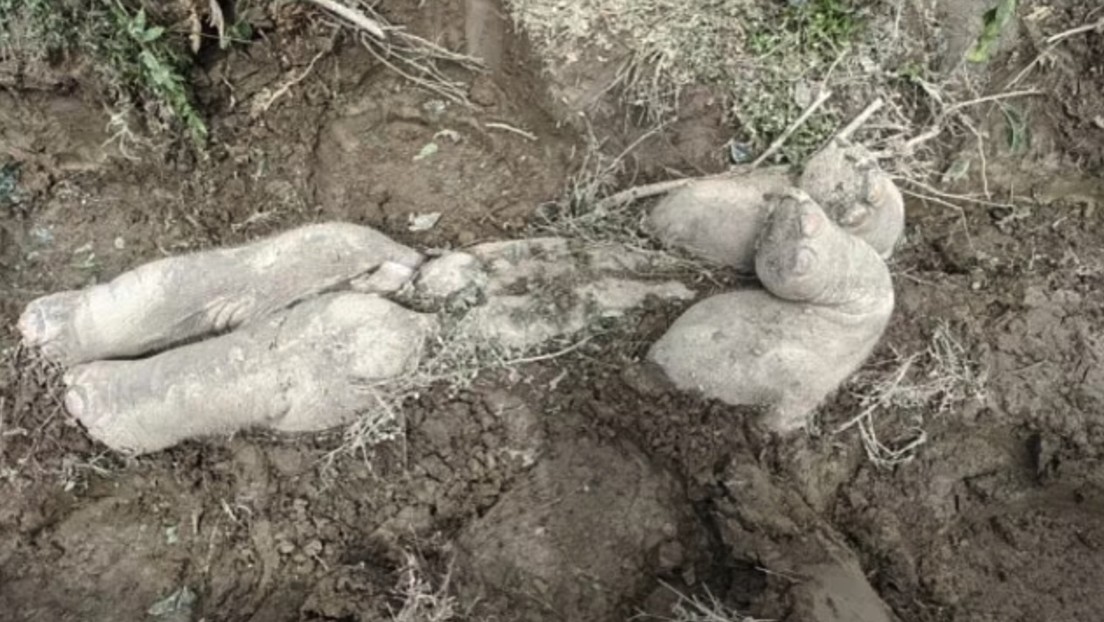 Avistan un raro ritual funerario de elefantes parecido al de los humanos