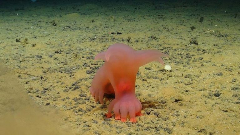'Cerdo Barbie' y 'Unicumber': las nuevas especies descubiertas en las profundidades del Pacífico