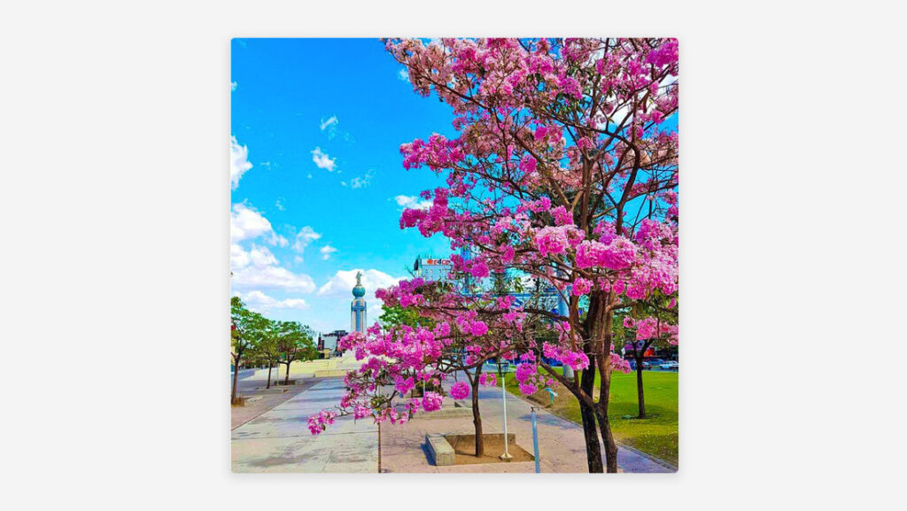 El Salvador florecerá: ordenan 'vestir' el país de rosa con su árbol nacional