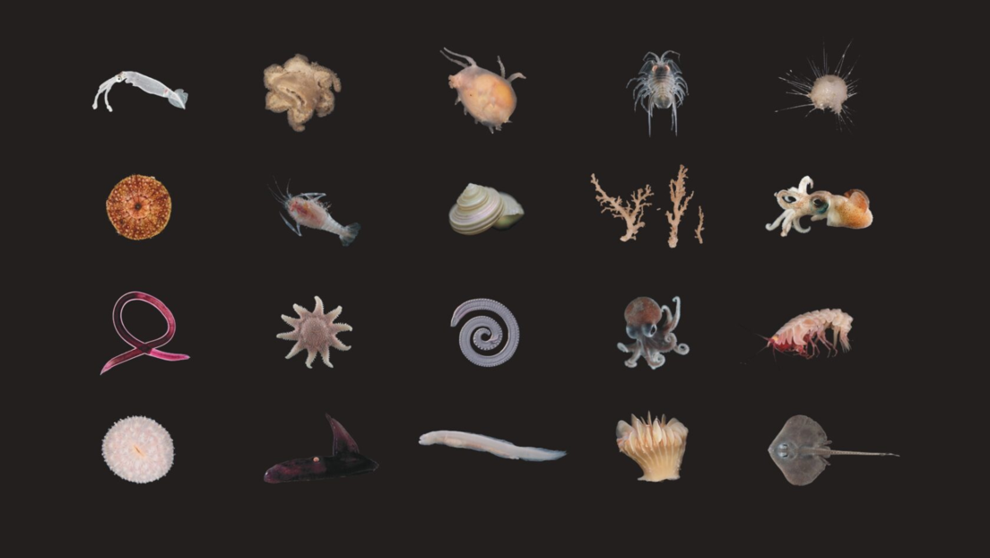Hallan una criatura misteriosa entre 100 potenciales nuevas especies en el fondo del océano