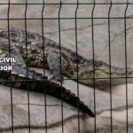 Rescatan varios animales exóticos en España (VIDEO)