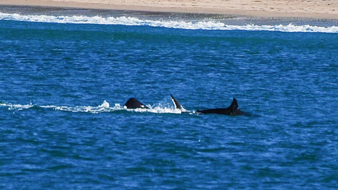 VIDEO: Registran por primera vez cómo una orca mata en solitario a un gran tiburón blanco