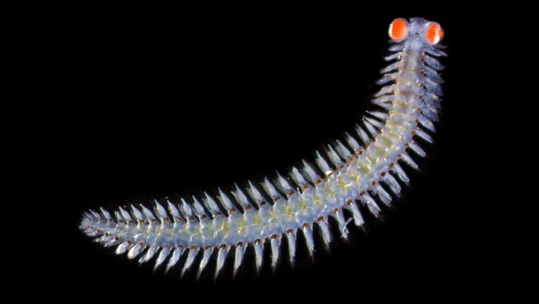 Descubren un gusano marino con ojos gigantes que usaría para un lenguaje 'secreto'