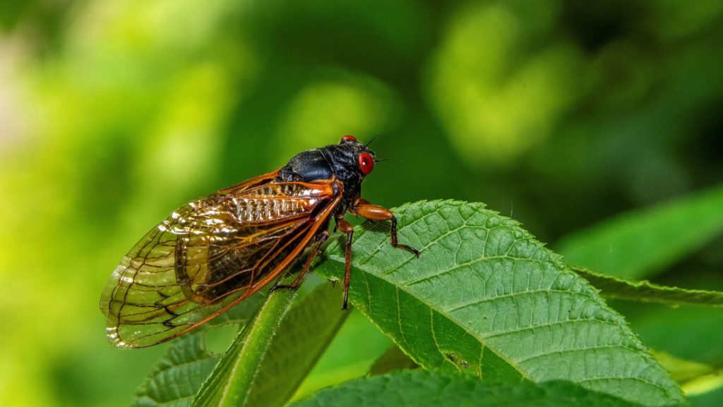 EE.UU., en alerta por inminente invasión de 'cigarras zombis' hipersexuales