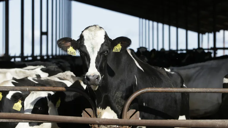 Encuentran partículas virales de gripe aviar en leche de vaca en tiendas de EE.UU.