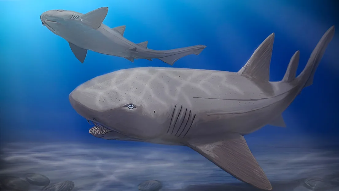 Enigma resuelto: Descubren cómo era un tiburón prehistórico