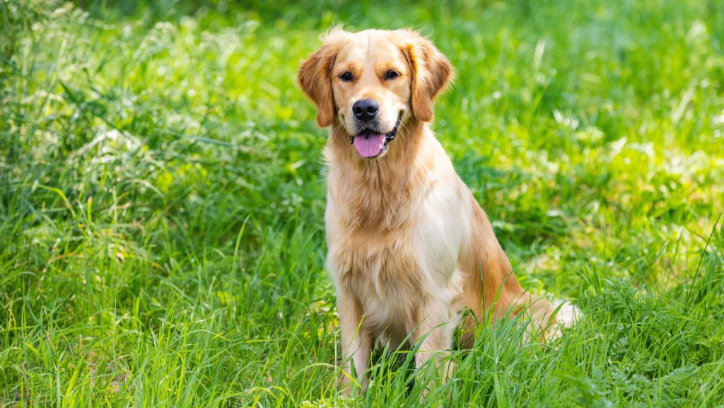Le incautan el perro a una mujer que pidió en una carnicería que lo sacrificaran