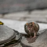 Se dispara una enfermedad "potencialmente mortal" relacionada con ratas en Nueva York