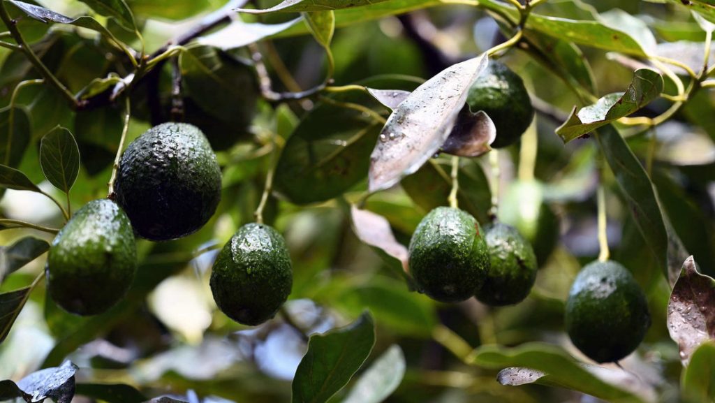 ¿Aguacates en peligro?: revelan la amenaza que se cierne sobre el 'oro verde'