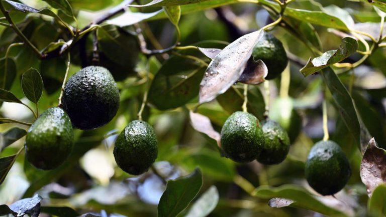 ¿Aguacates en peligro?: revelan la amenaza que se cierne sobre el 'oro verde'