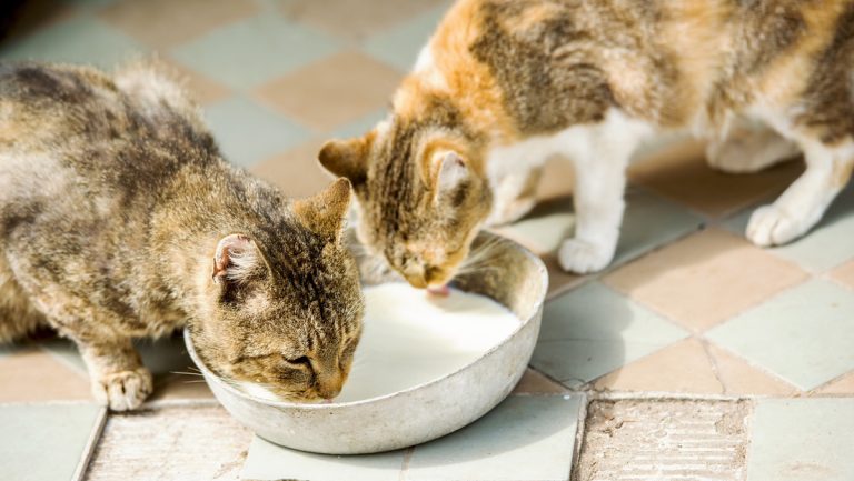 Leche de vacas con gripe aviar mata a más de una decena de gatos en EE.UU.