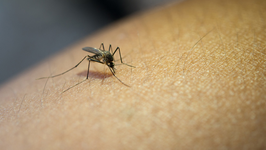 "Sin precedentes": La OPS advierte sobre el incremento de casos de dengue en América