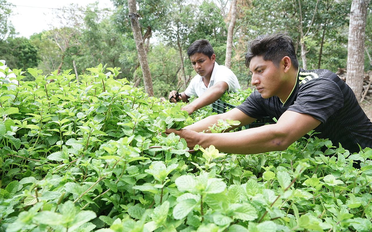 Walmart Nicaragua adopta modelo de producción más sostenible para hierbabuena local