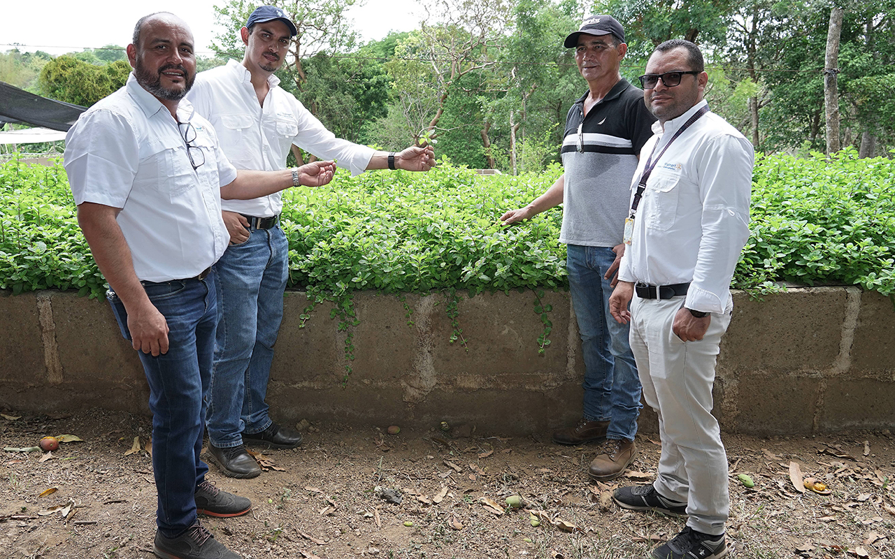 Walmart Nicaragua adopta modelo de producción más sostenible para hierbabuena local