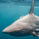 Foto de un tiburón capturado.