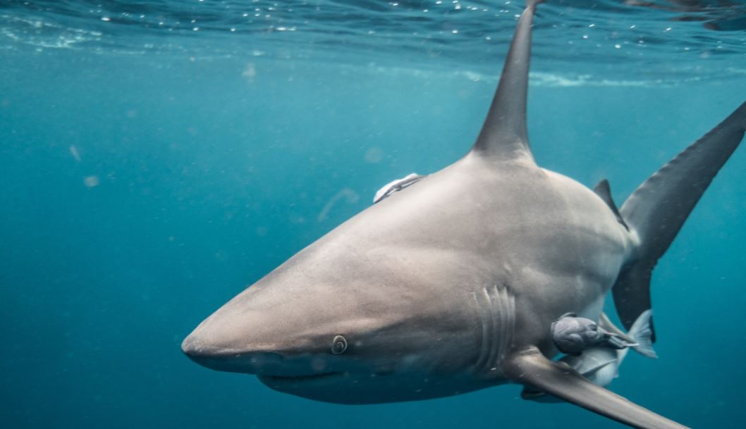 Foto de un tiburón capturado.