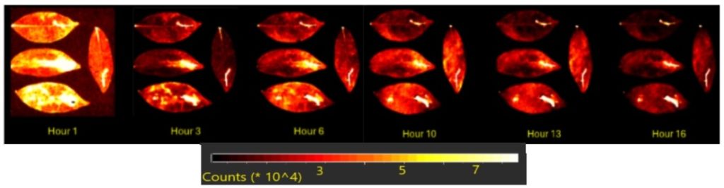 Las plantas lesionadas o tratadas con sustancias químicas brillaron con mayor intensidad en esas regiones.V. Salari et al.