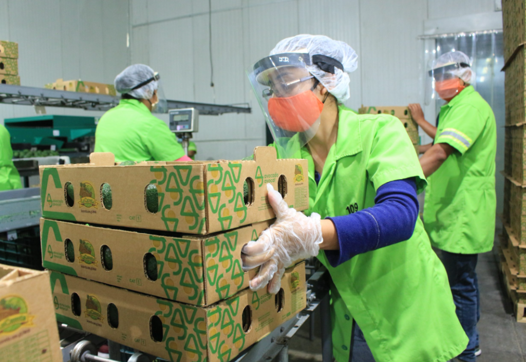 Los productores de este producto están preparándose para el ingreso al mercado de EEUU.