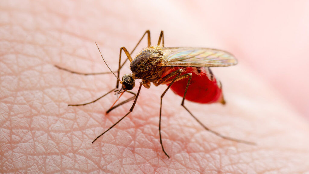 Mosquito 'Aedes do Bem'.