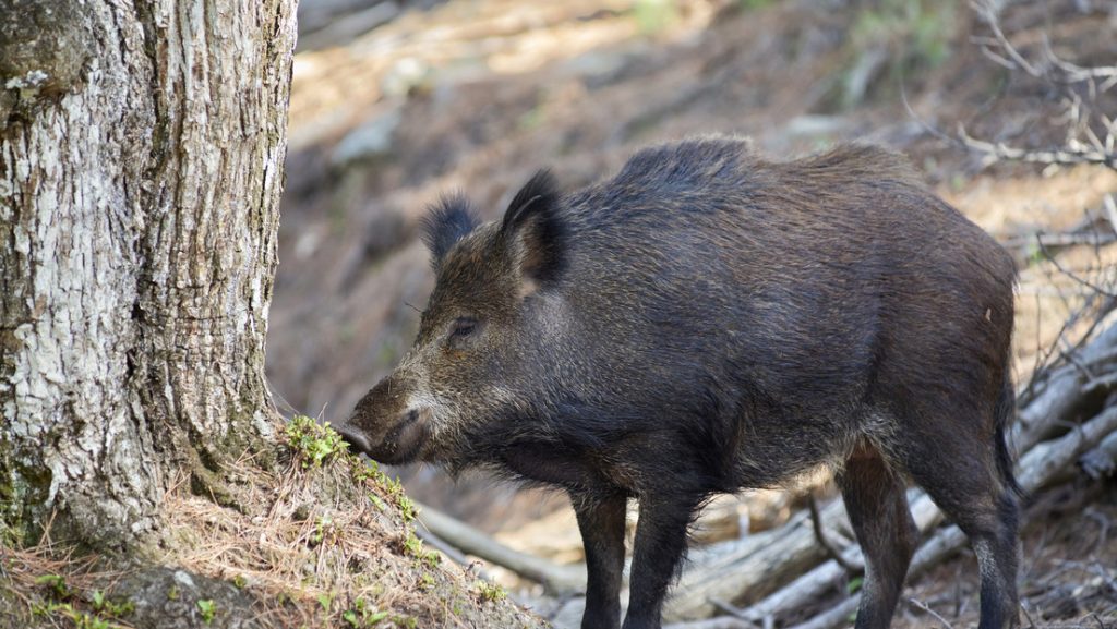 Una imagen ilustrativa.