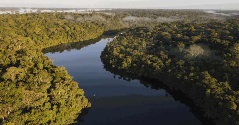 Día de la Amazonía: la acción climática en el bioma más importante de Brasil comienza en las ciudades